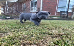 Staffordshire Bull Terrier dogs for sale: Elegant active blue staffordshire puppies - Image 5