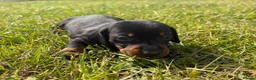 Miniature Dachshund dogs for sale: 5 stunning mini dachshunds for sale❤️🏡🥰 - Advert 23