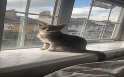 British Shorthair cats for sale: Grey and White Kitten - Image 11