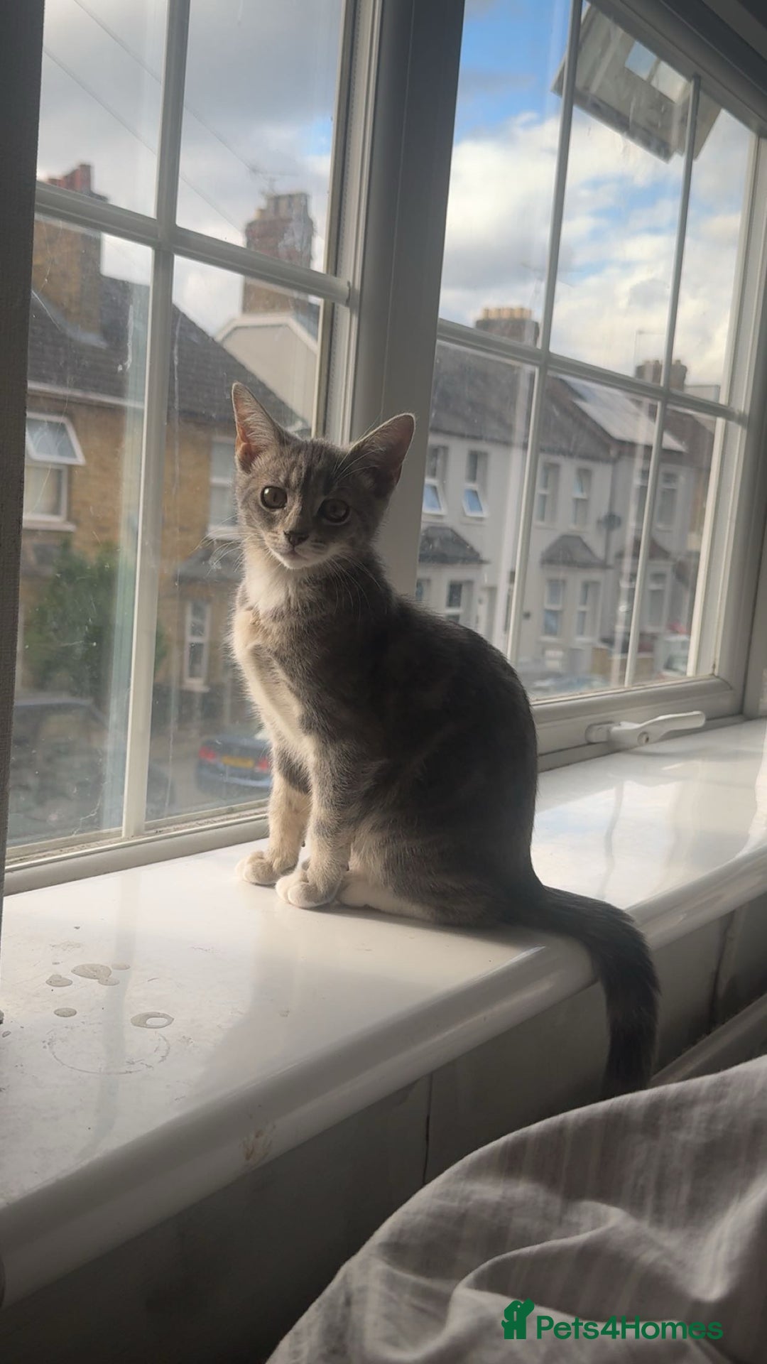 British Shorthair cats for sale: Grey and White Kitten - Image 11