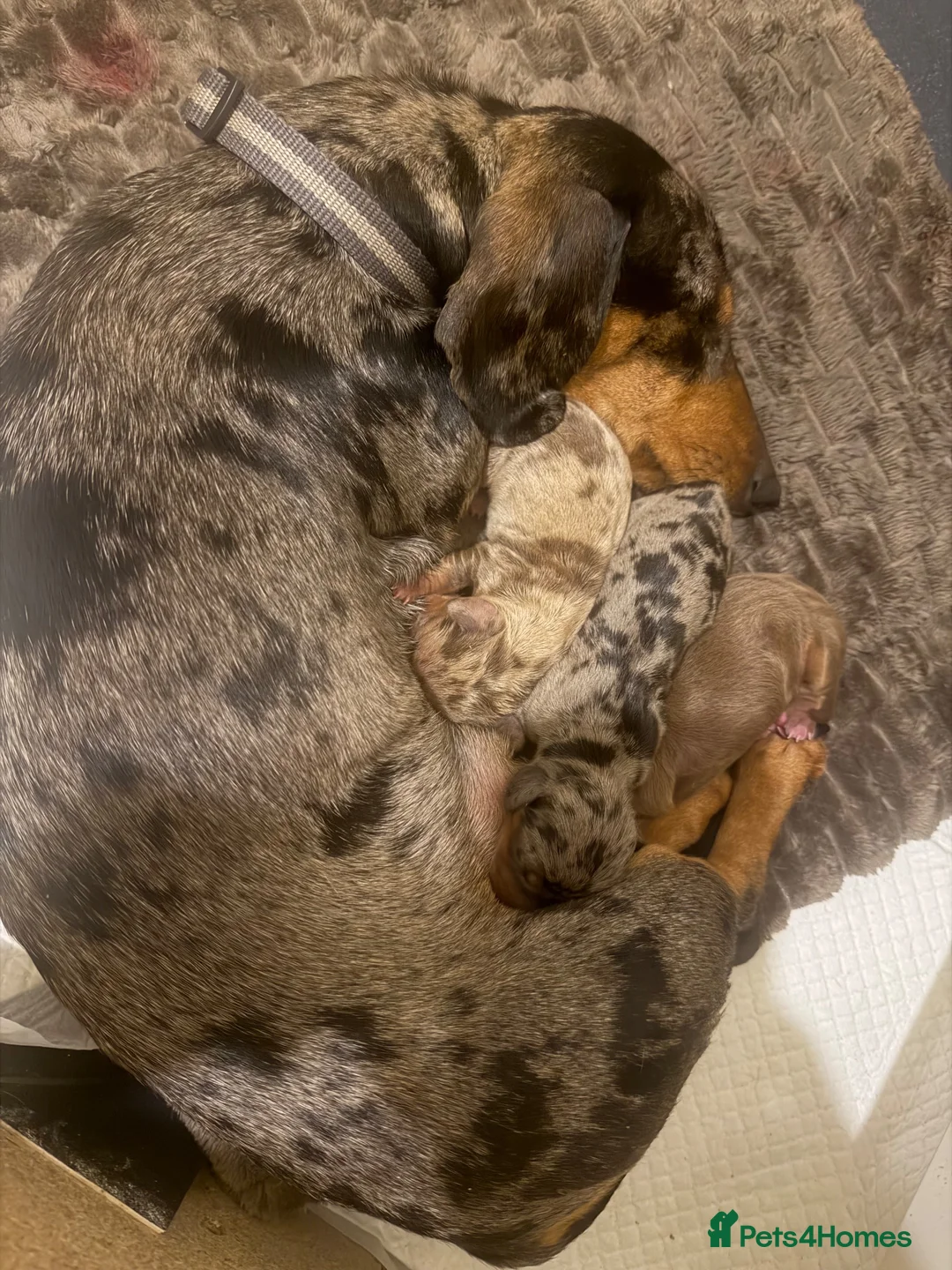 Miniature Dachshund dogs for sale: Miniature dachshund puppies in Bishop Auckland - Advert 2