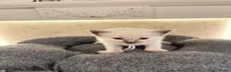 Ragdoll cats for sale: *** 5 Pure Ragdoll Kittens for Sale*** - Advert 17