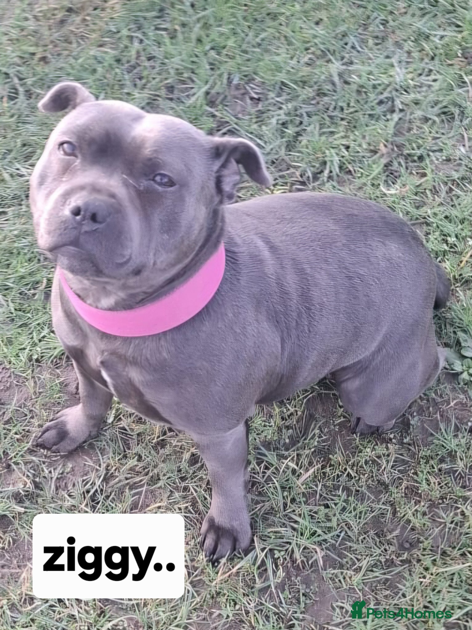 Staffordshire Bull Terrier dogs 💙Kc registered blue staffordshire bull terriers💙 - Advert 2