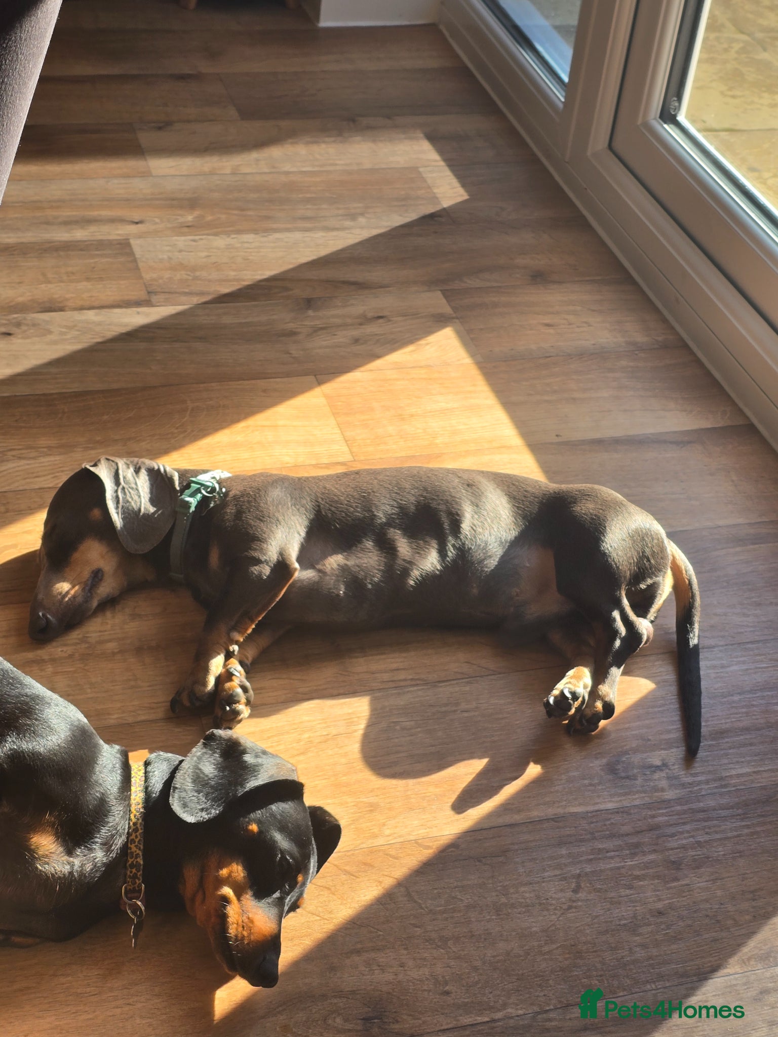 Dachshund dogs Blue dash - Advert 4