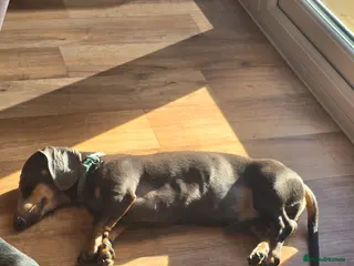 Dachshund dogs Blue dash - Advert 1