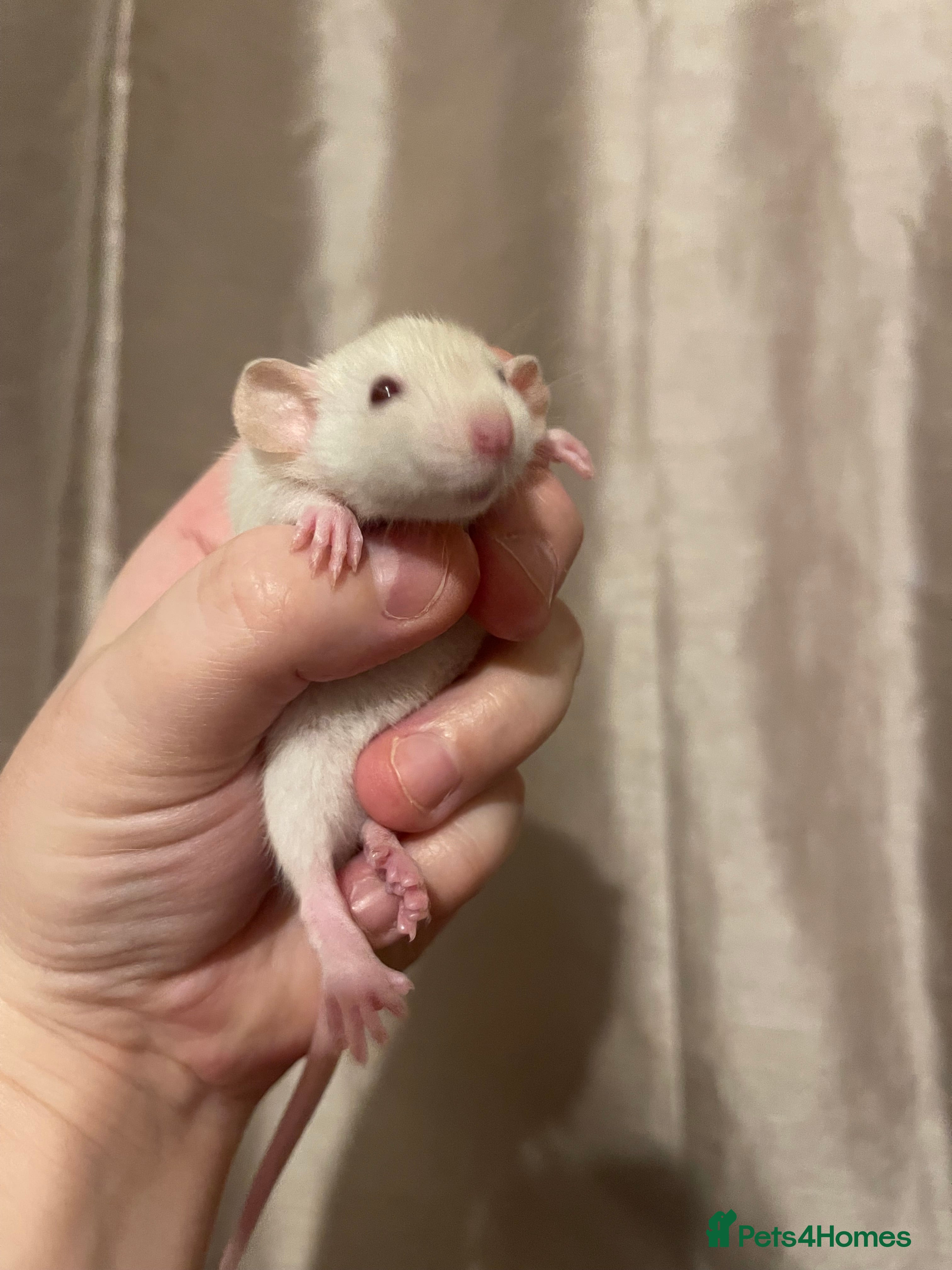 Rat rodents Rats looking for 5* homes only  - Advert 4