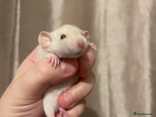 Rat rodents Rats looking for 5* homes only - Advert 8