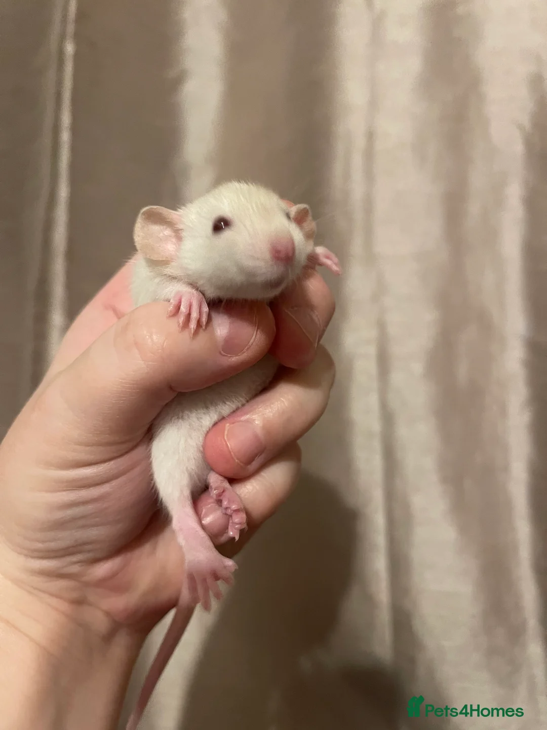 Rat rodents for sale: Rats looking for 5* homes only  - Advert 4