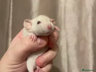 Rat rodents Rats looking for 5* homes only - Advert 9