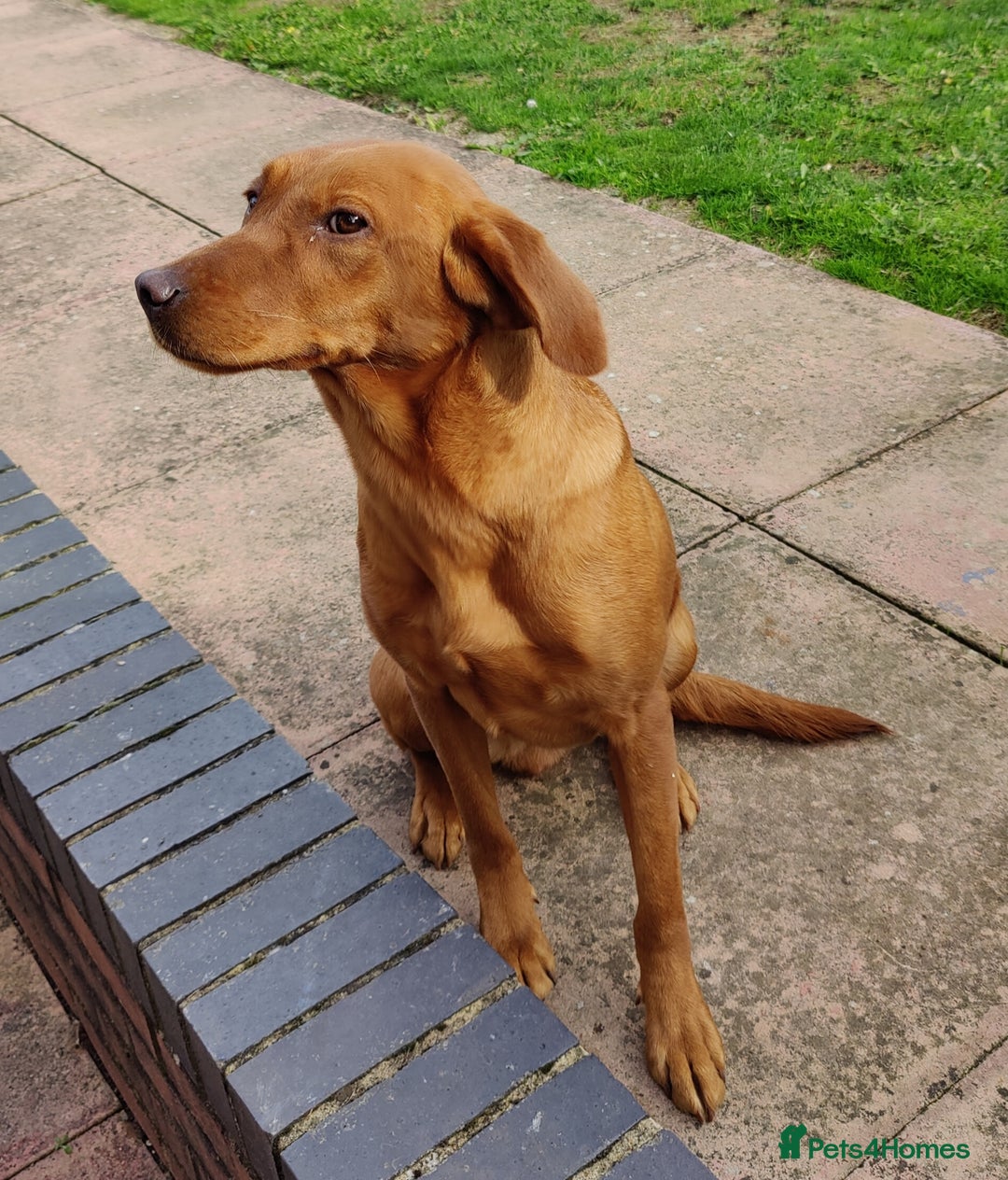 Labrador Retriever dogs for sale: Kc Fox Red Lab Pups From Health Tested Parents  - Advert 7