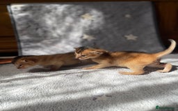 Abyssinian cats for sale: 🏆🥇Top Quality Champion Lines Abyssinian Kittens  - Image 4