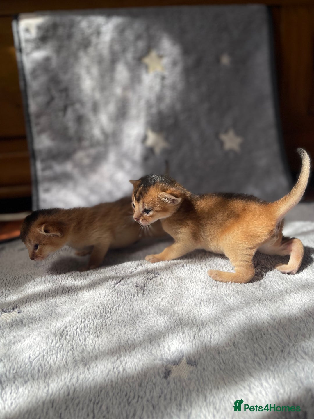 Abyssinian cats for sale: 🏆🥇Top Quality Champion Lines Abyssinian Kittens  - Image 4