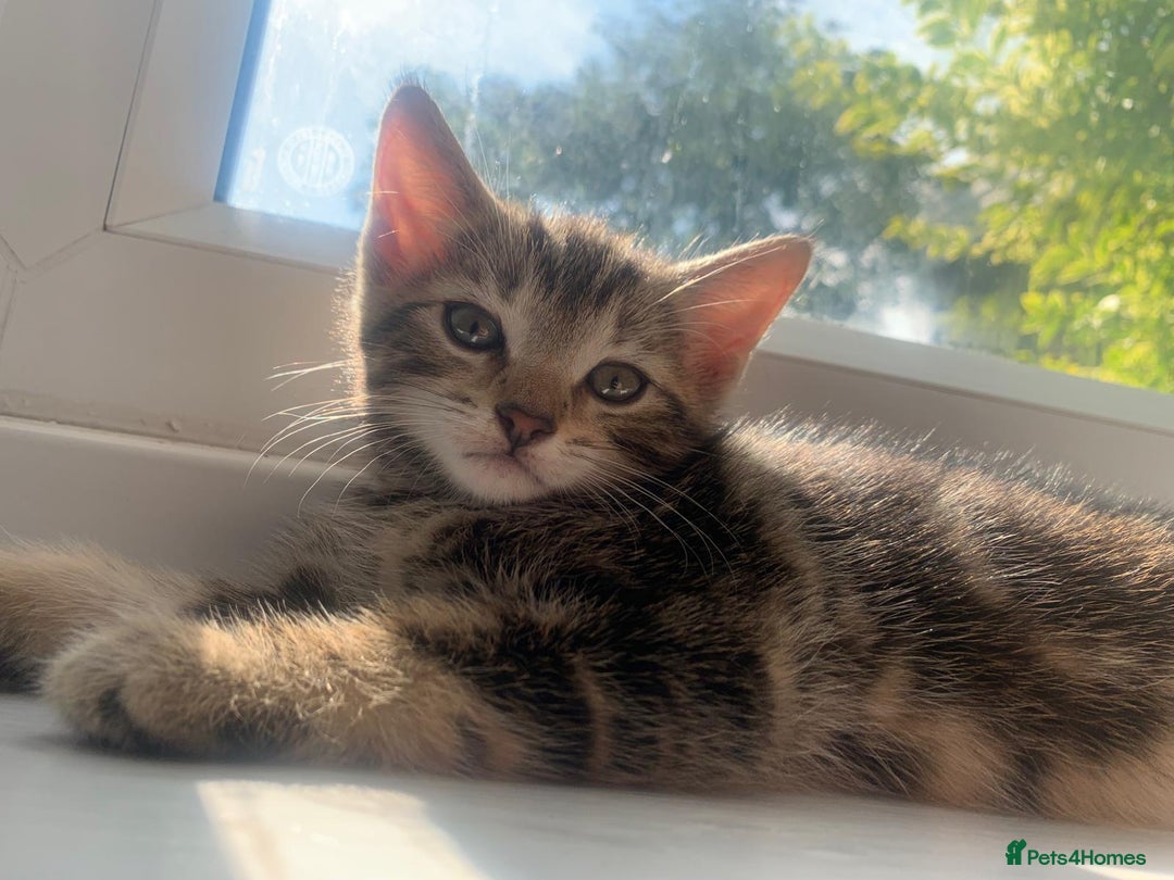Mixed Breed cats for sale: 2 male kittens for sale - Image 2