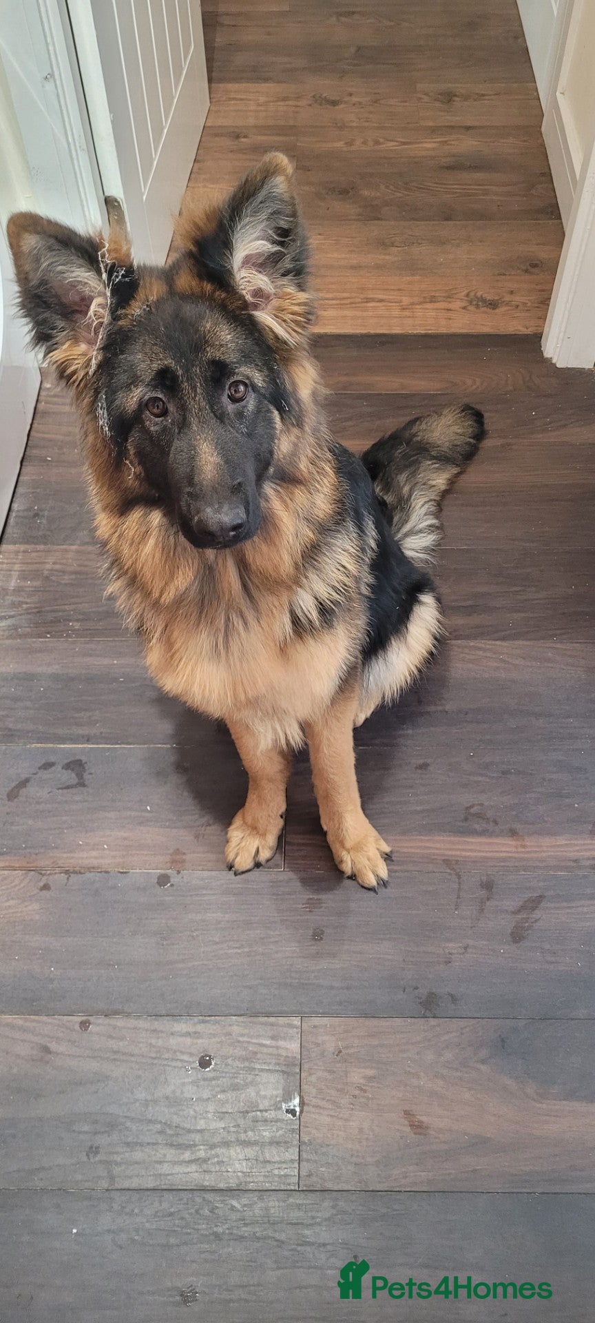 German Shepherd dogs Lovely Long Coat GSD Female Pup 7 Months old - Advert 2