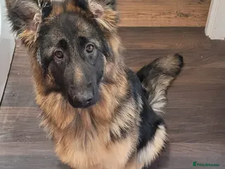 German Shepherd dogs Lovely Long Coat GSD Female Pup 7 Months old - Advert 2