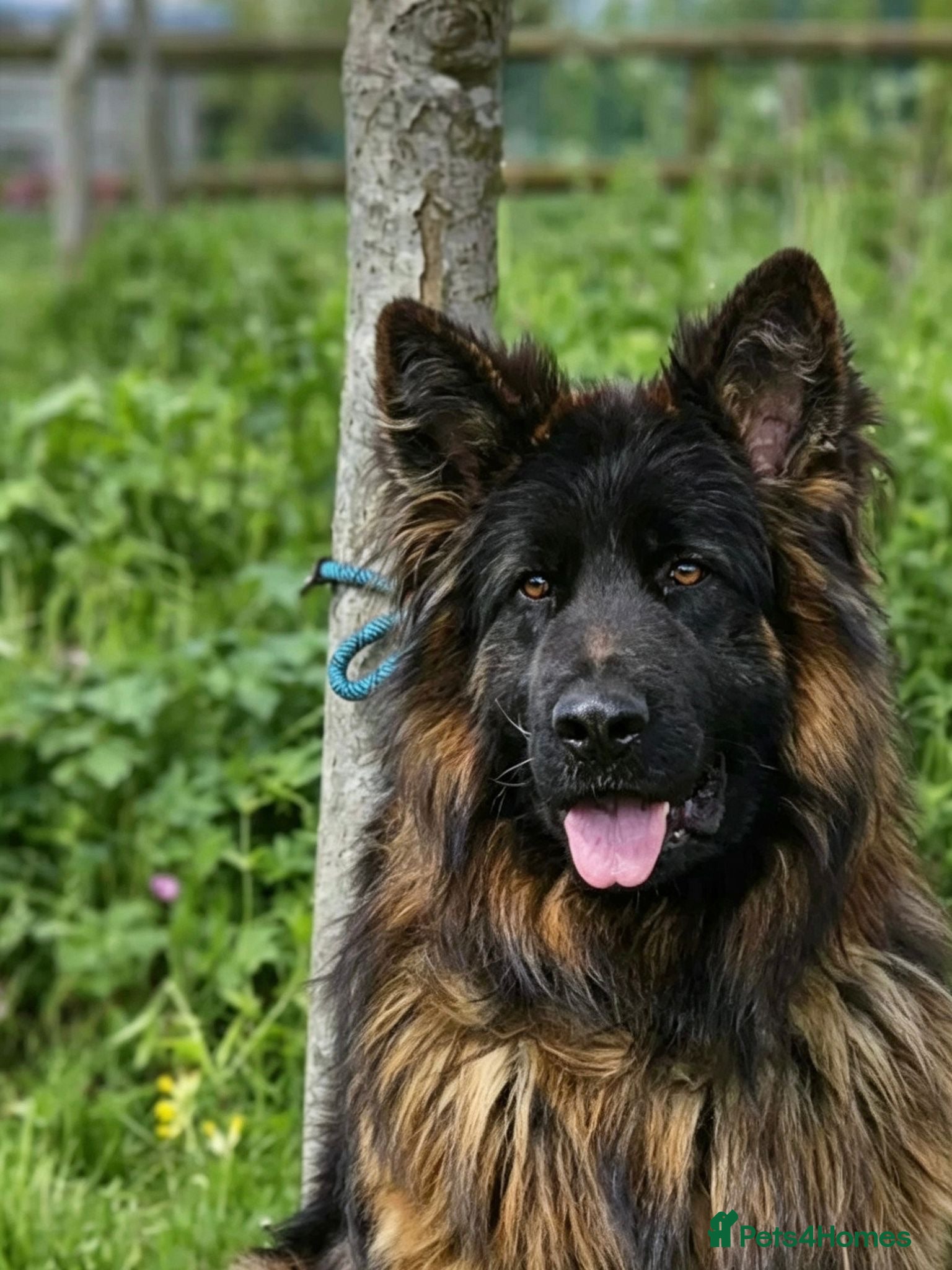 German Shepherd dogs Stunning long haired German shepherds  - Advert 2