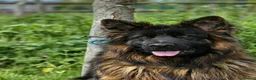 German Shepherd dogs for sale: Stunning long haired German shepherds  - Advert 2