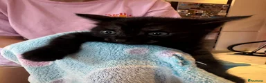 Domestic Shorthair 2