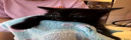Domestic Shorthair cats for sale: 3 lovely black kittens  - Advert 3