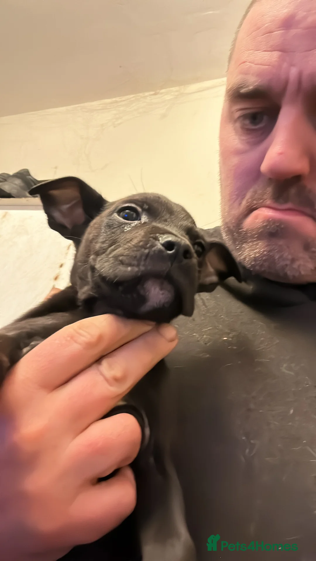 Staffordshire Bull Terrier dogs for sale: Puppies for sale - Advert 14