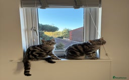 British Shorthair cats for sale: British Shorthair Silver Tabby Pair  in Wakefield - Image 3