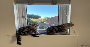 British Shorthair cats in Wakefield - Advert 6