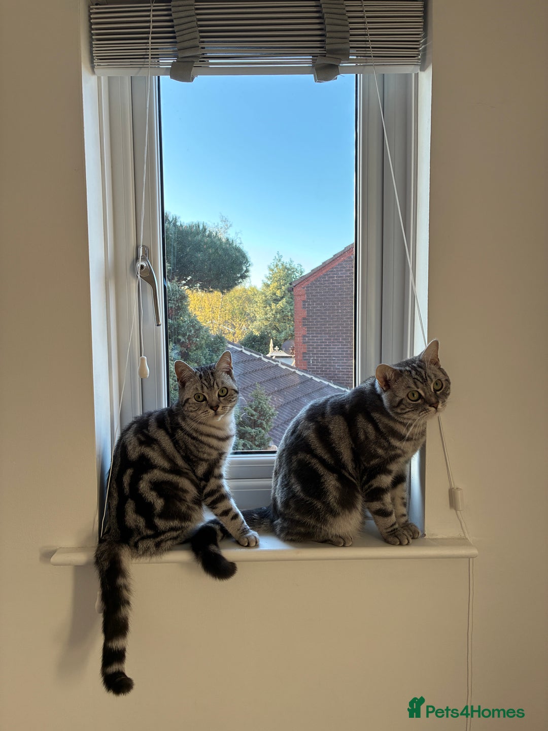 British Shorthair cats for sale: British Shorthair Silver Tabby Pair  in Wakefield - Image 3