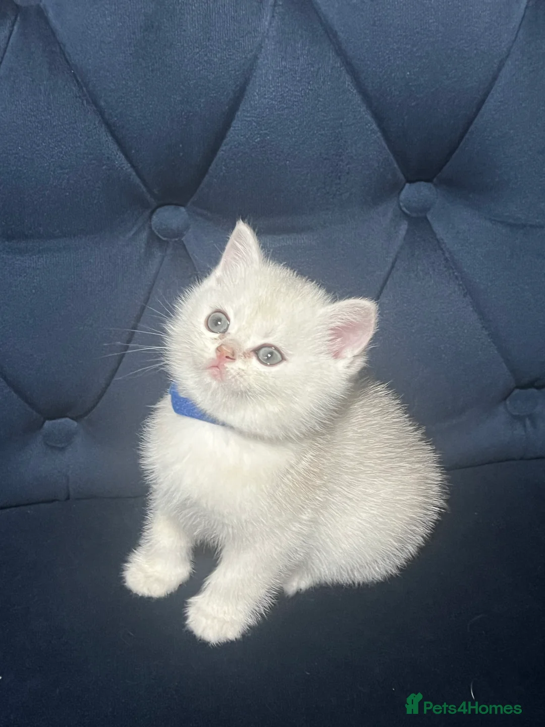 British Shorthair cats for sale: British shorthair type kittens - Advert 22