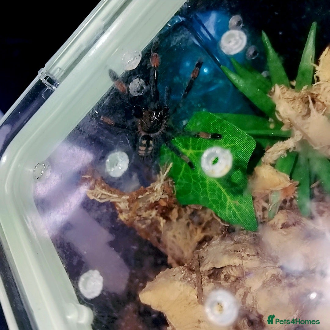 Spiders invertebrates for sale: Trantula collection crested geckos  - Image 25