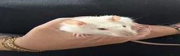 Rat rodents for sale: Beautiful Dumbo rats 3 girls and 6 boys available  - Advert 12