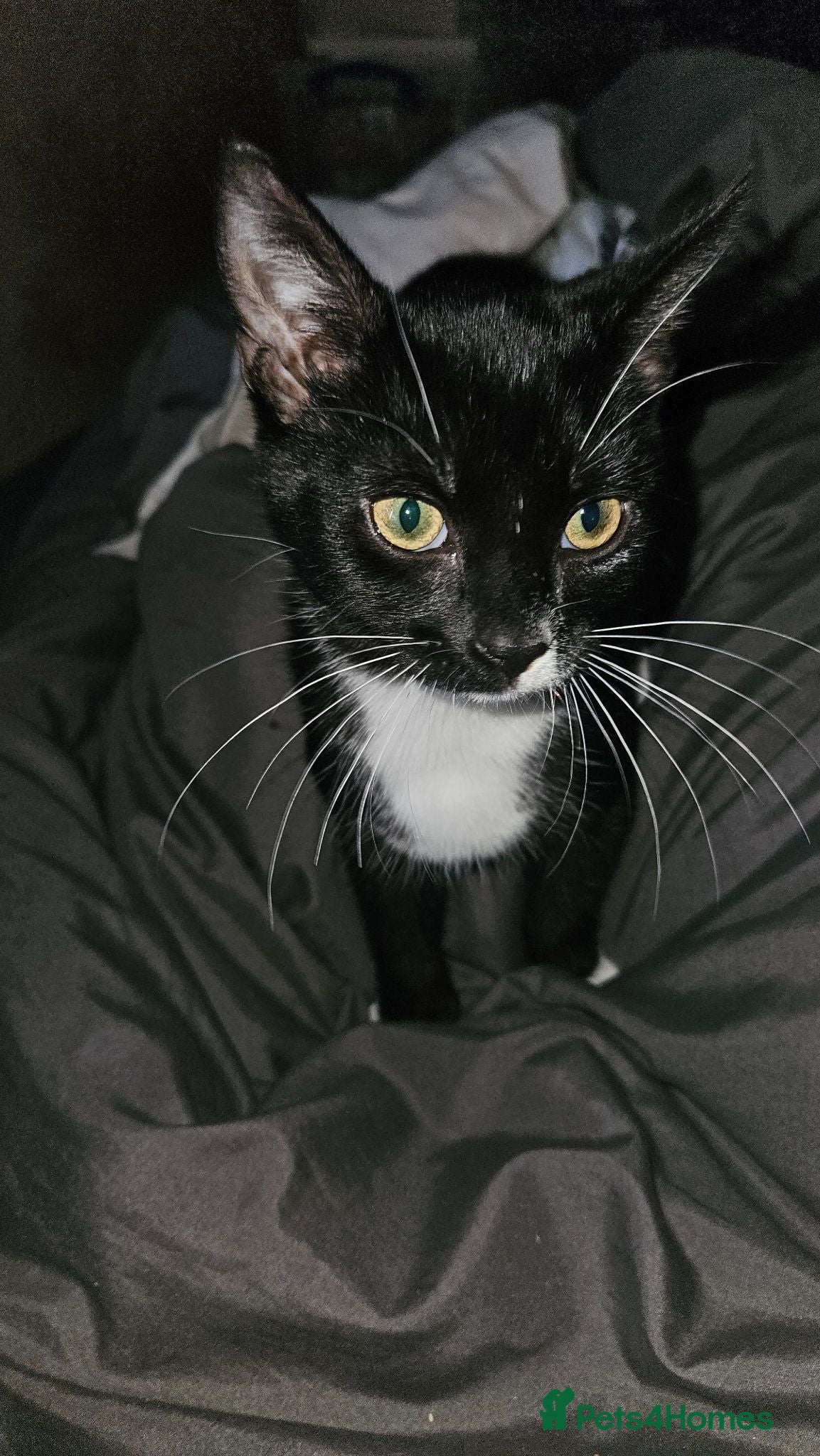 Mixed Breed cats Neutered and microchiped kittens 1 male 2 females  - Advert 3