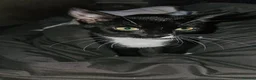 Mixed Breed cats for sale: Neutered and microchiped kittens 1 male 2 females  - Advert 1