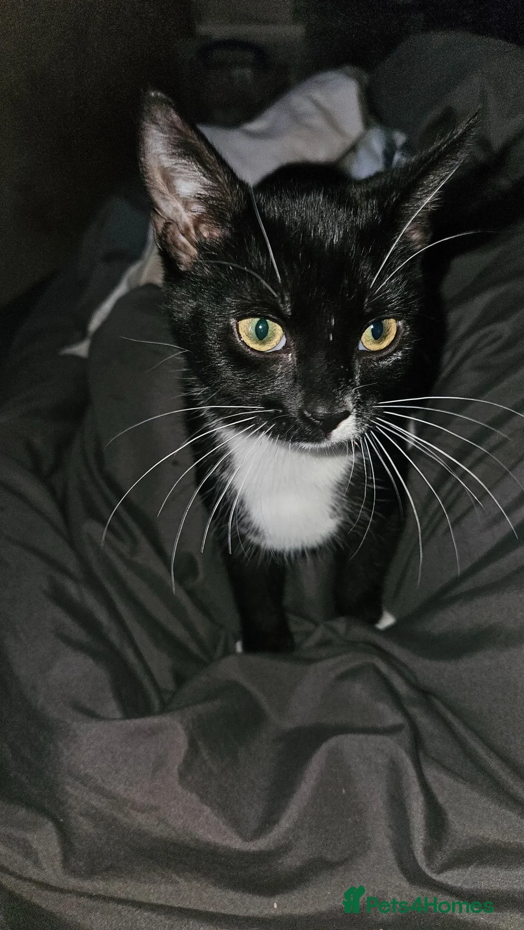 Mixed Breed cats for sale: Neutered and microchiped kittens 1 male 2 females  - Advert 1