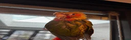 Conures birds for sale: Two Female Conures Including Large Cage - Advert 7