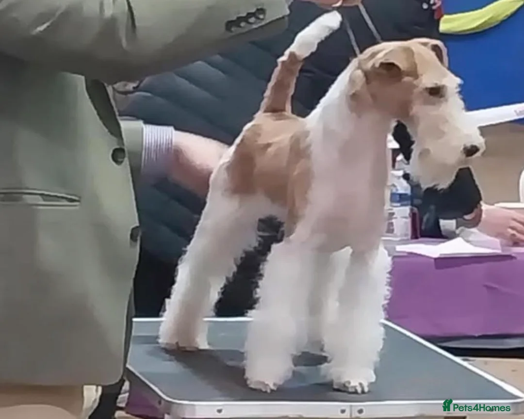 Fox Terrier dogs for sale: Red and white bitch  - Advert 2