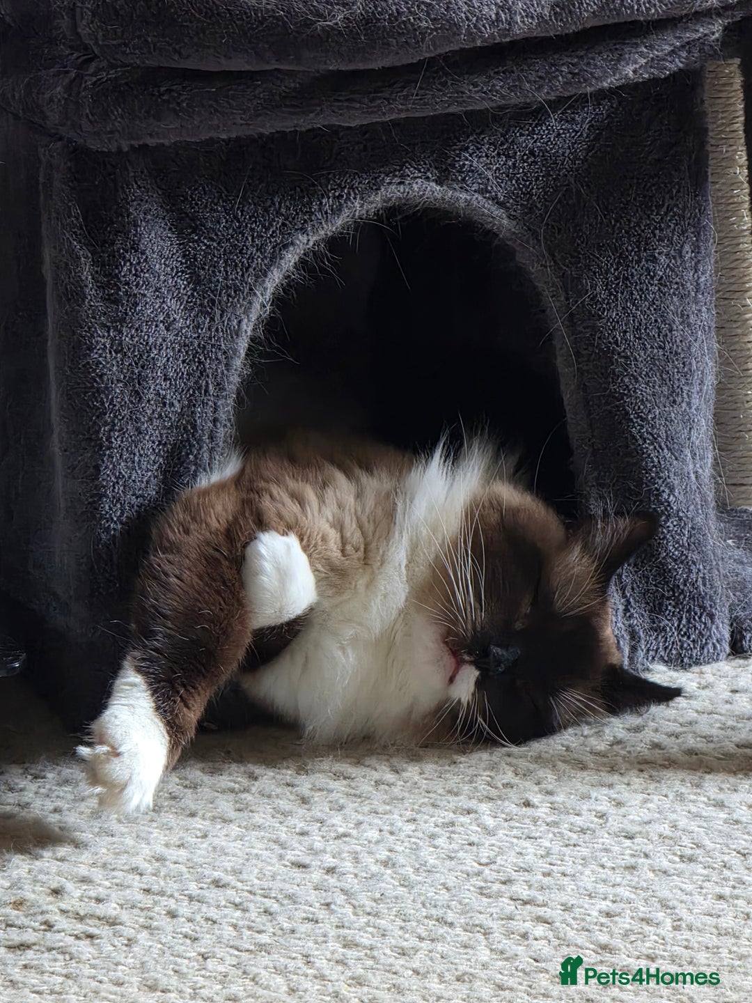 Ragdoll cats for sale: Beautiful Seal Point Ragdoll - Advert 9