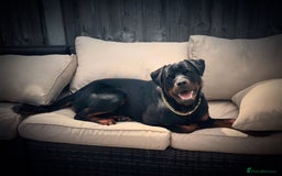 Rottweiler dogs for stud: Handsome Hugo - For Stud - Image 2