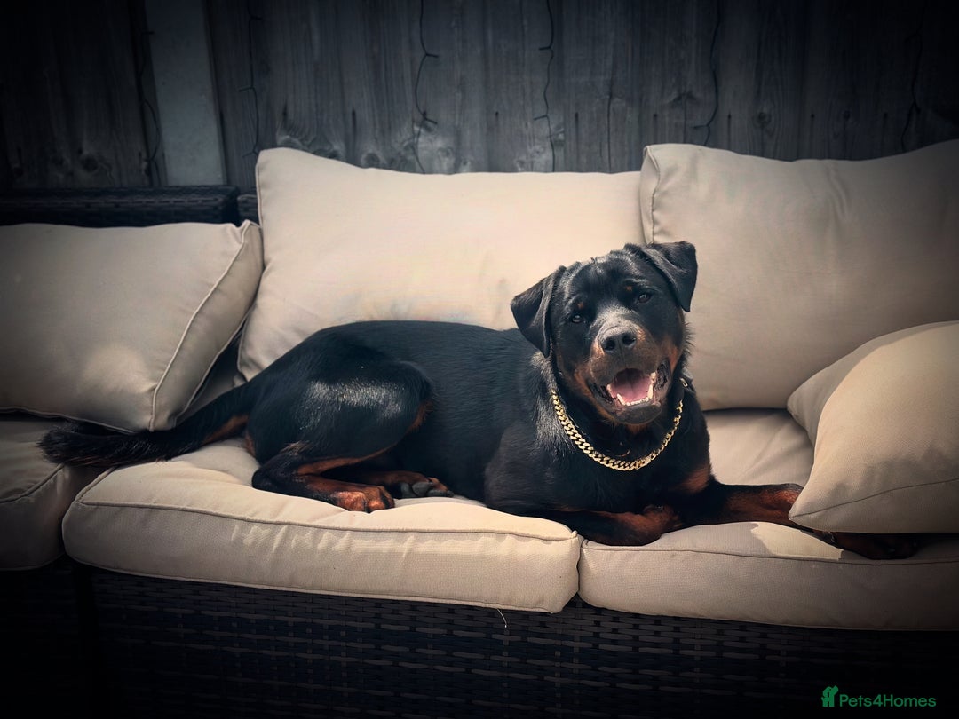 Rottweiler dogs for stud: Handsome Hugo - For Stud - Image 2