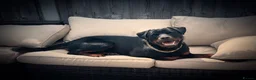 Rottweiler dogs for stud: Handsome Hugo - For Stud - Advert 2