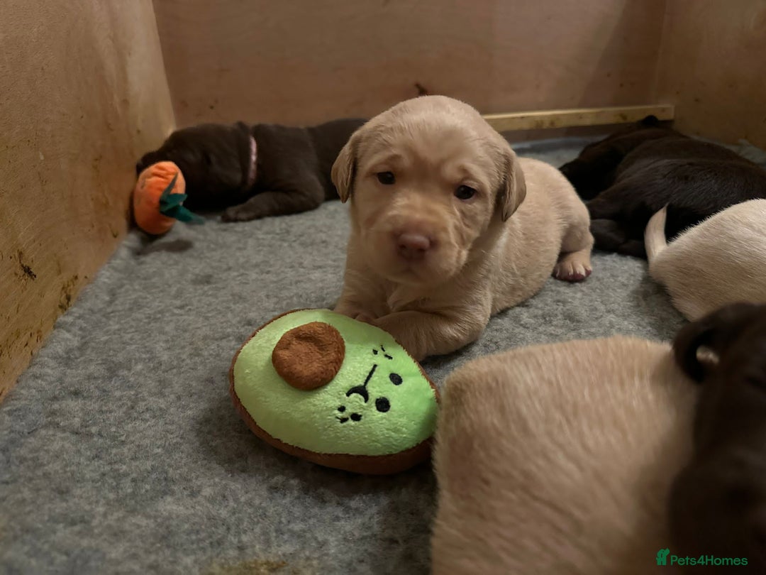 Labrador Retriever dogs for sale: 8 gorgeous chocolate/yellow girl & boy lab pups  - Image 9