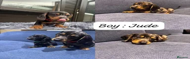 Miniature Dachshund boy