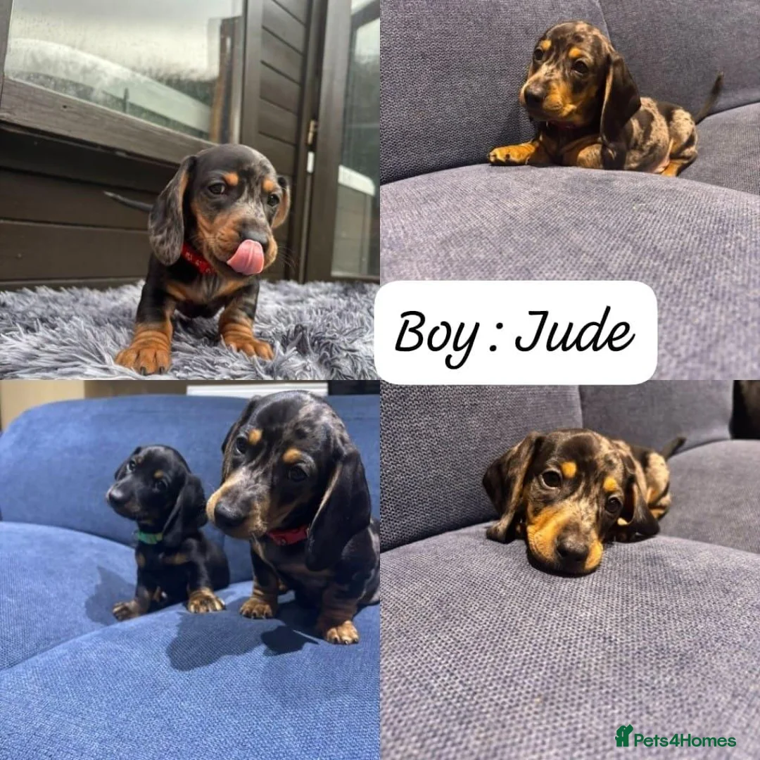 Miniature Dachshund dogs for sale: Miniature Dashboard Puppy For Sale in Carlisle - Advert 2