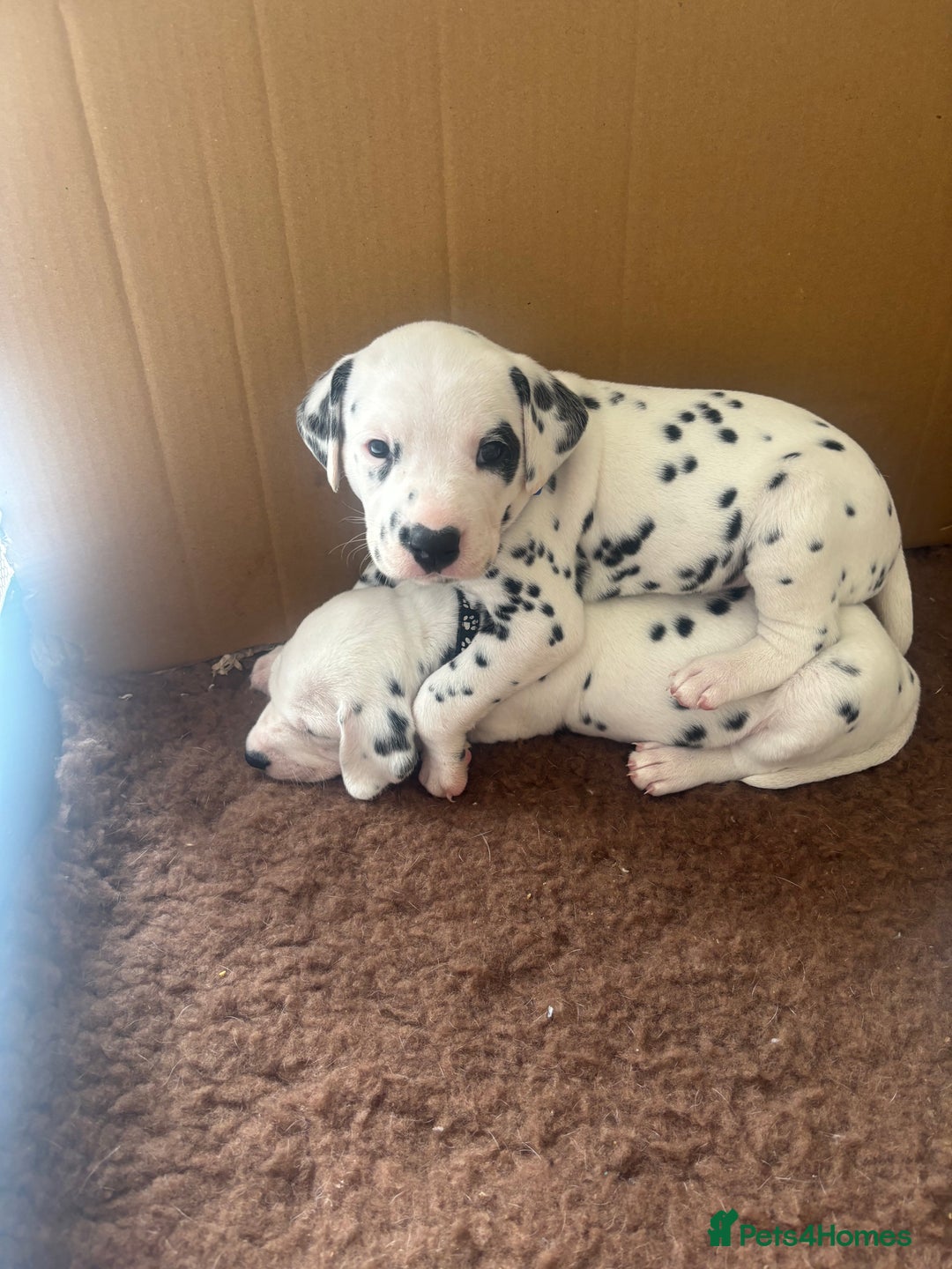 Dalmatian dogs for sale: 6 Beautiful Chunky Dalmatians born 27/5/25 in Stafford - Image 28