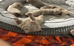 Labrador Retriever dogs for sale: 5 silver Labrador boys, Hackney - Image 1