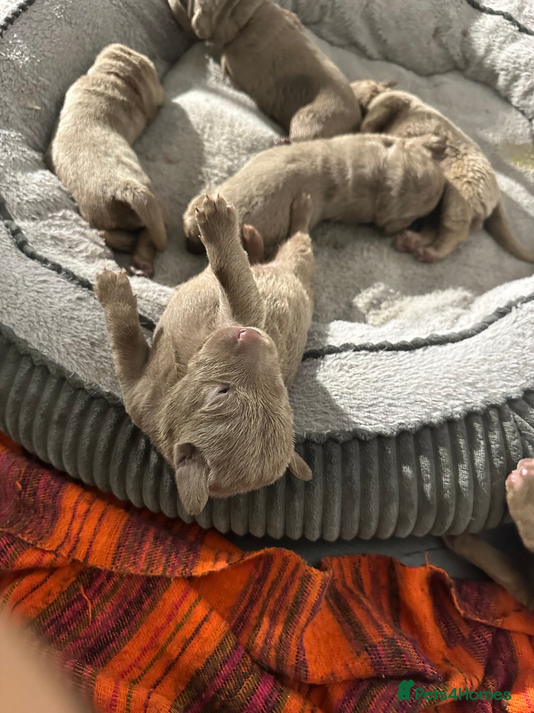 Labrador Retriever dogs for sale: 5 silver Labrador boys, Hackney - Image 1