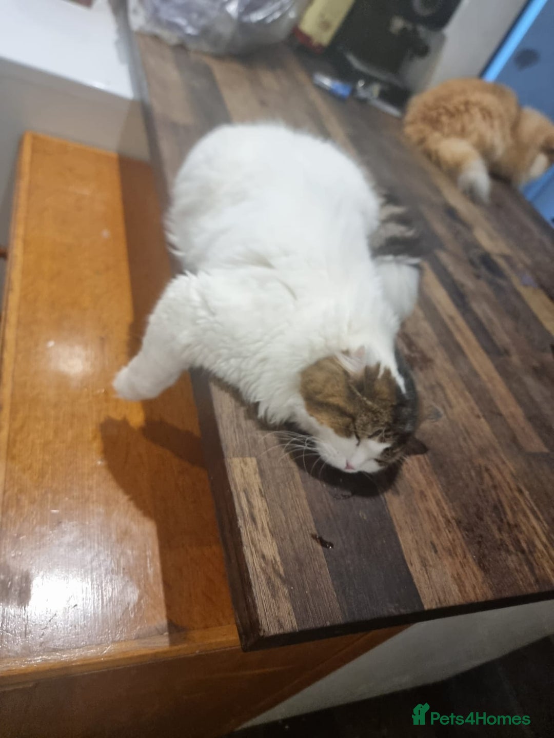 Scottish Fold cats for sale: Scottish Straight Boy Looking For Forever Home🏡❤️ - Image 4
