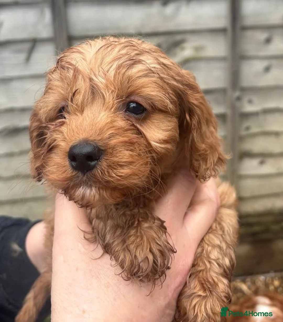 Cavapoo dogs for sale: Beautiful Cavapoo pups - Advert 5