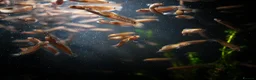Other/Mixed Breed fish for sale: Red Chinese Snakehead - Advert 19