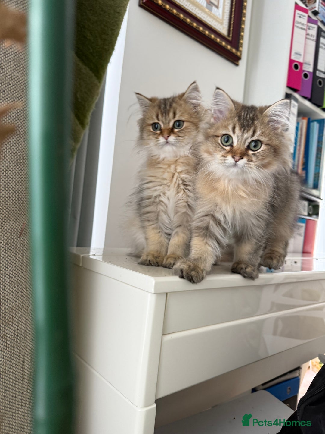 British Longhair cats for sale: Last British Longhair kitten  - Advert 21