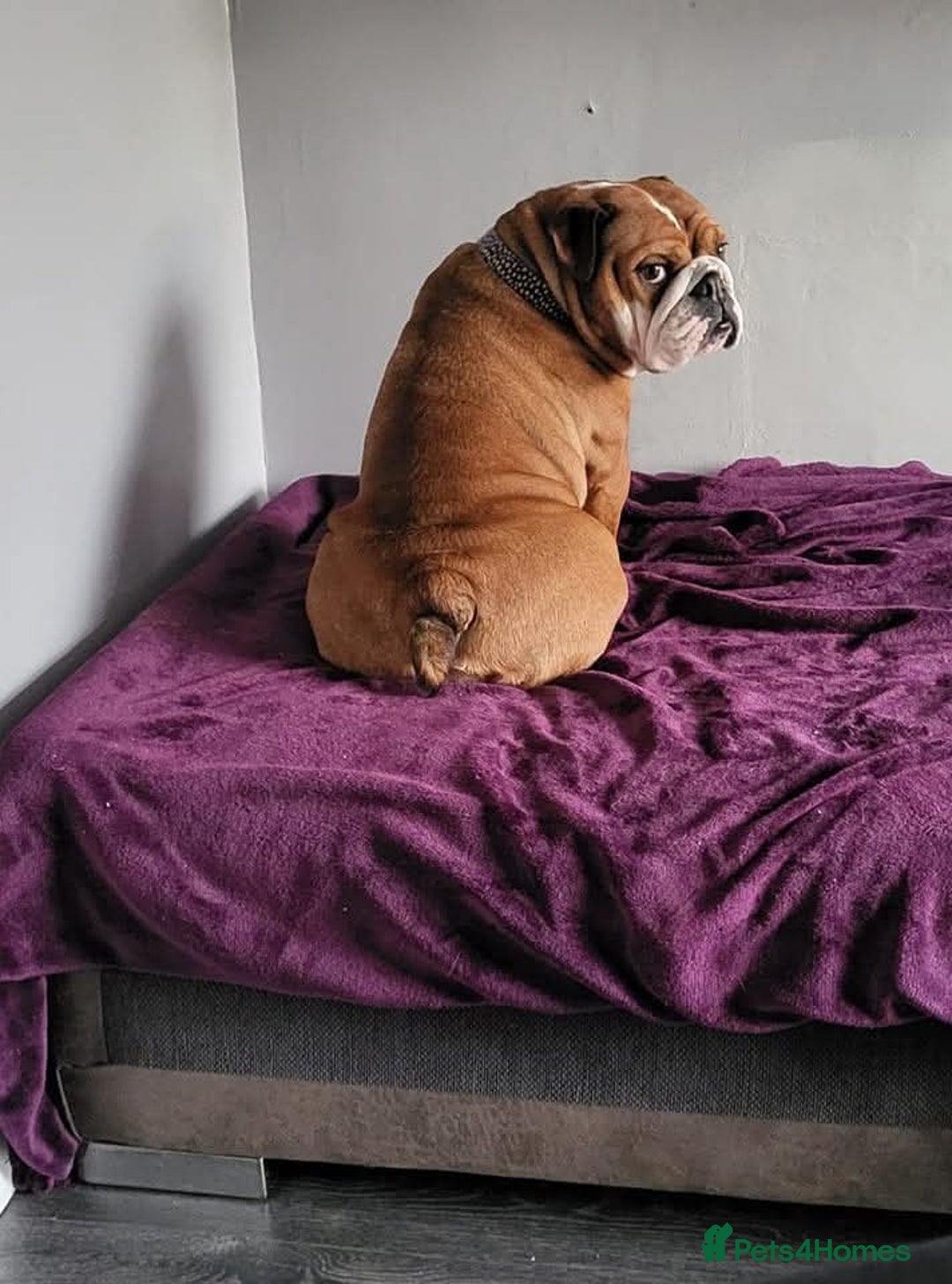 English Bulldog dogs for sale: British bulldog - Image 3